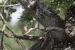 Oiseaux Martin-pêcheur d\'Europe (Alcedo atthis)