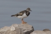 Oiseaux Tournepierre à collier (Arenaia interpres)
