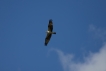 Oiseaux Balbuzard pêcheur (Pandion haliaetus)