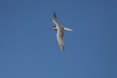 Oiseaux Sterne pierre-garin (Sterna hirundo)