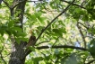 Oiseaux Chouette hulotte (Strix aluco)