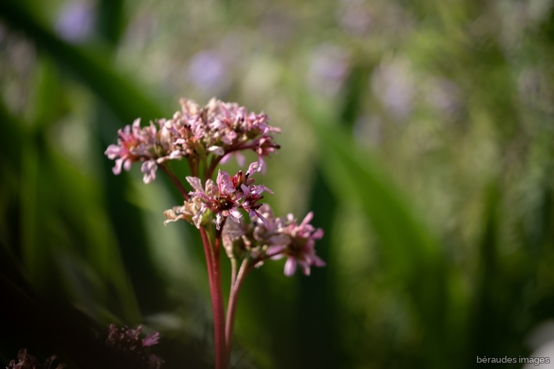 Photo Flore