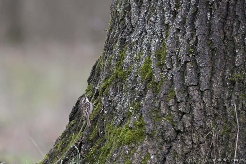 Photo Oiseaux