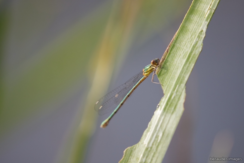 Photo Insectes Leste vert (Chalcolestes viridis)