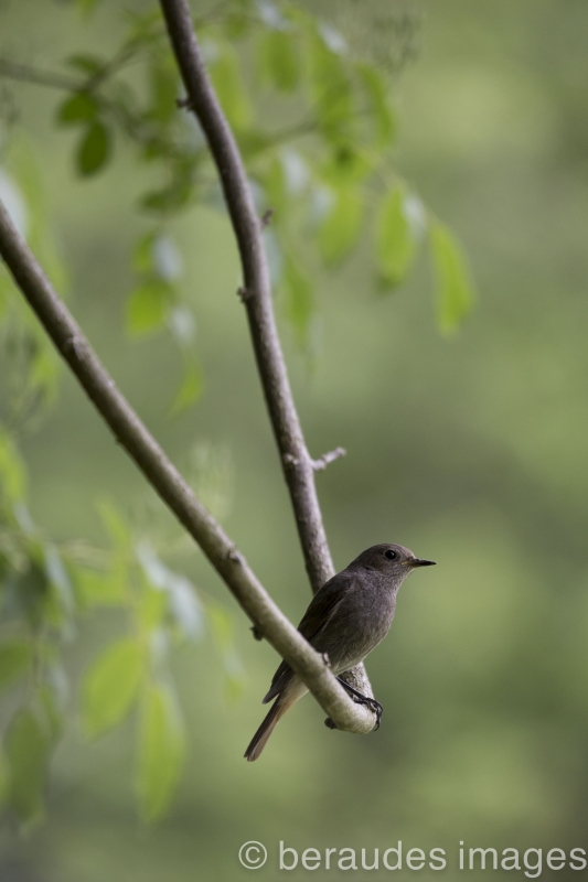 Photo Oiseaux Rougequeue noir