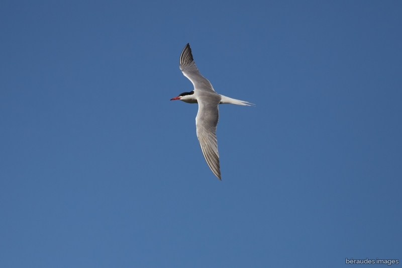 Photo Oiseaux Sterne pierre-garin (Sterna hirundo)