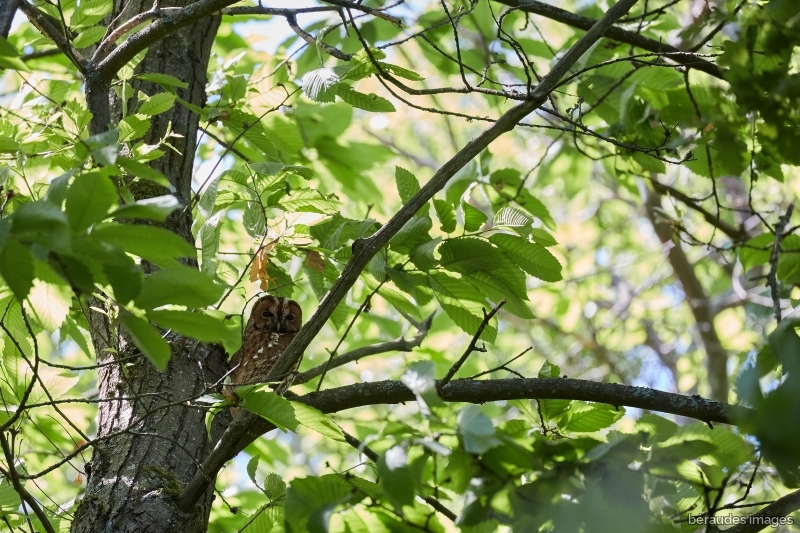Photo Oiseaux Chouette hulotte (Strix aluco)