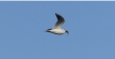 Oiseaux Mouette rieuse