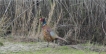 Oiseaux Faisan de Colchide ( Phasianus colchicus ) .