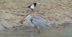 Oiseaux heron cendre en pleins repas