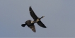 Oiseaux Grand cormoran