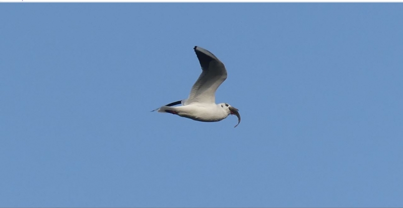 Photo Oiseaux Mouette rieuse