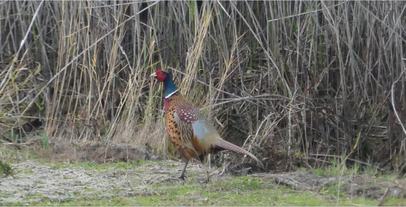 Photo Oiseaux Faisan de Colchide ( Phasianus colchicus ) .