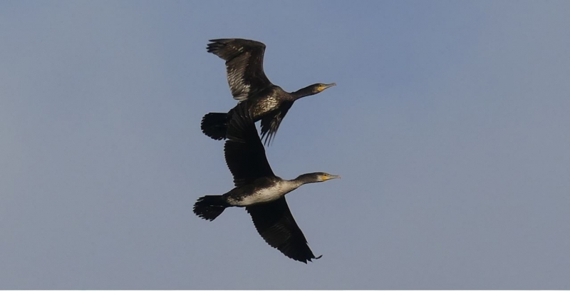 Photo Oiseaux Grand cormoran