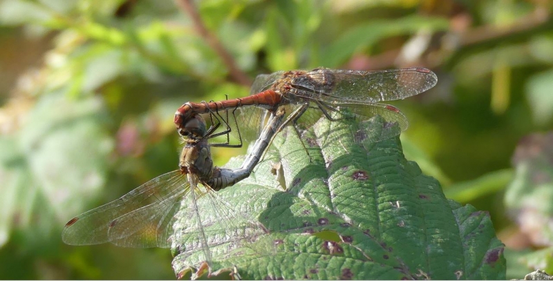 Photo Insectes