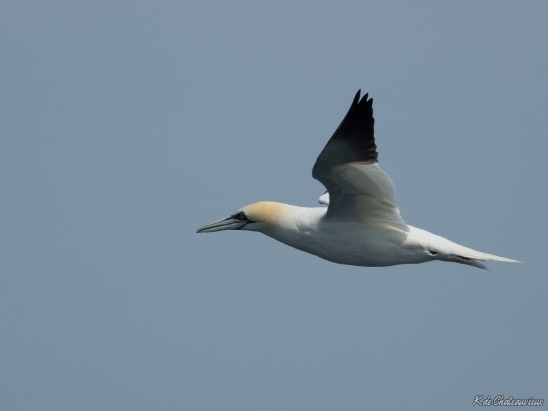 Photo Oiseaux