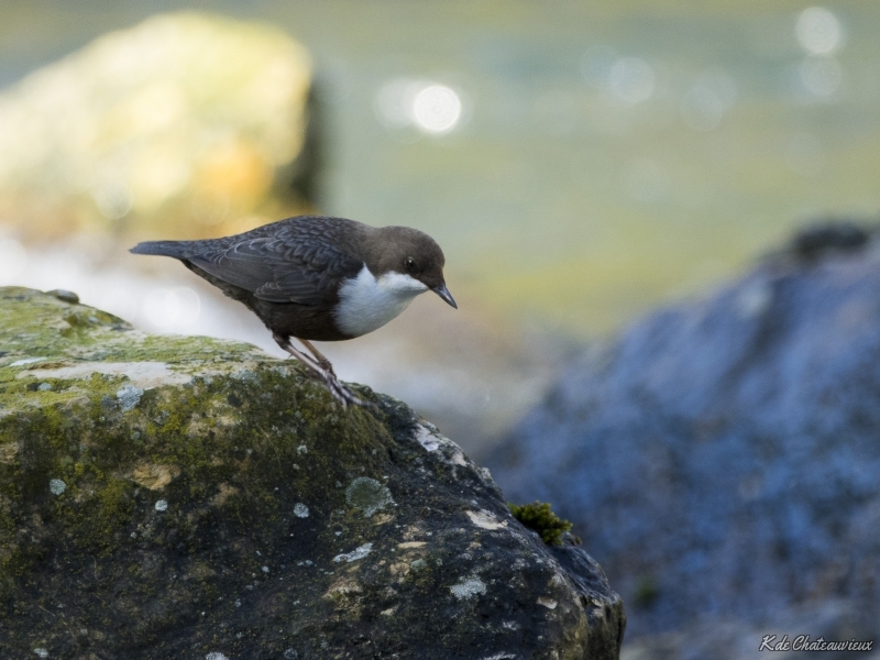 Photo Oiseaux