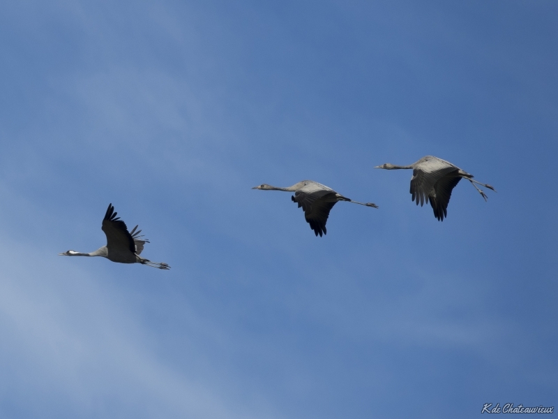 Photo Oiseaux