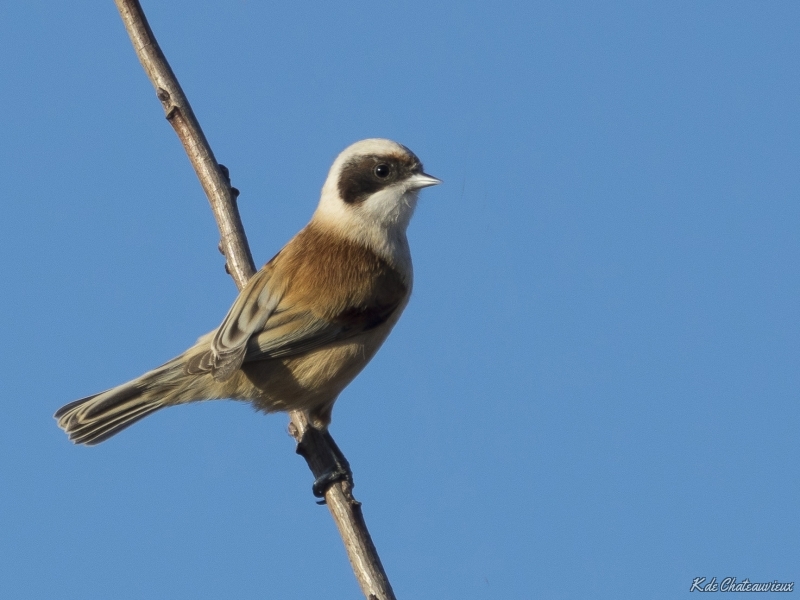 Photo Oiseaux