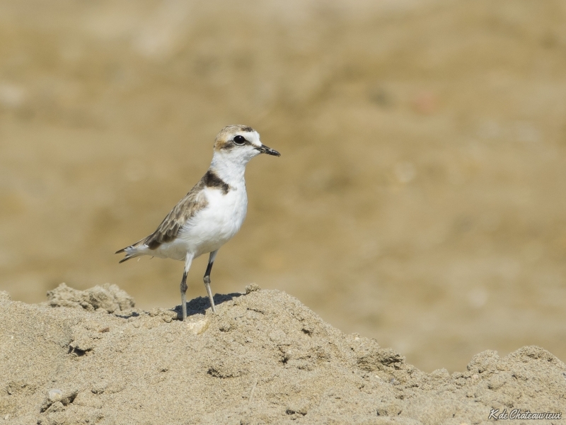 Photo Oiseaux