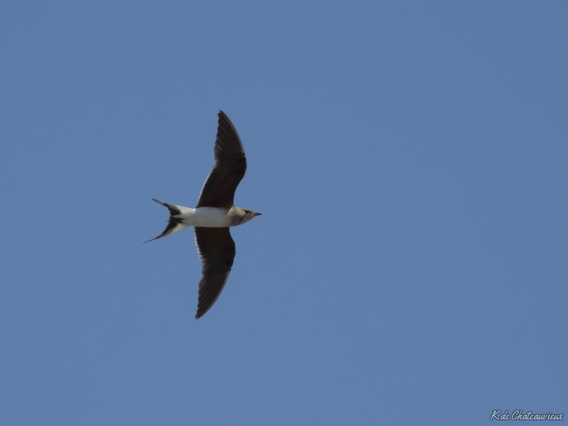 DSC05158.jpg