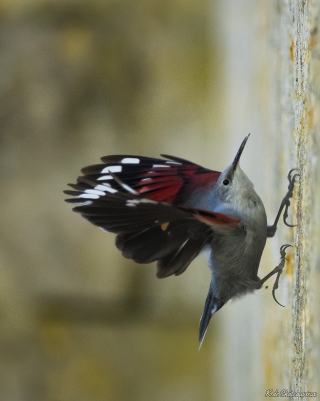 Photo Oiseaux