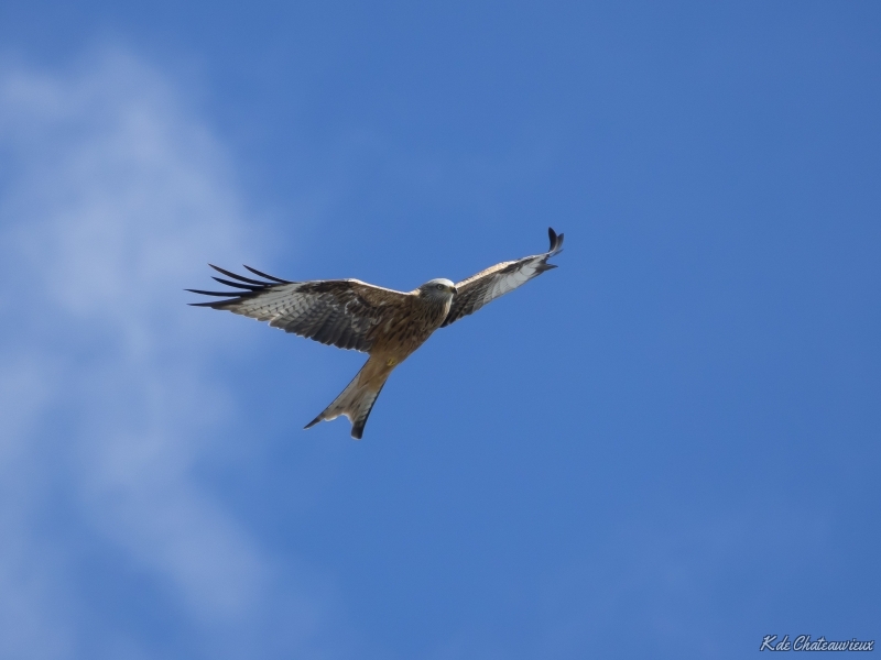 Photo Oiseaux