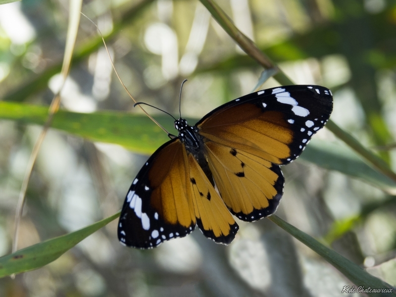 Photo Insectes