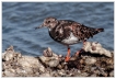 Oiseaux