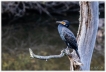 Oiseaux
