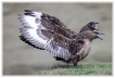 Oiseaux