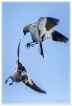 Oiseaux