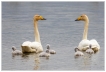 Oiseaux