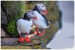 Oiseaux