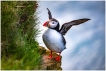 Oiseaux