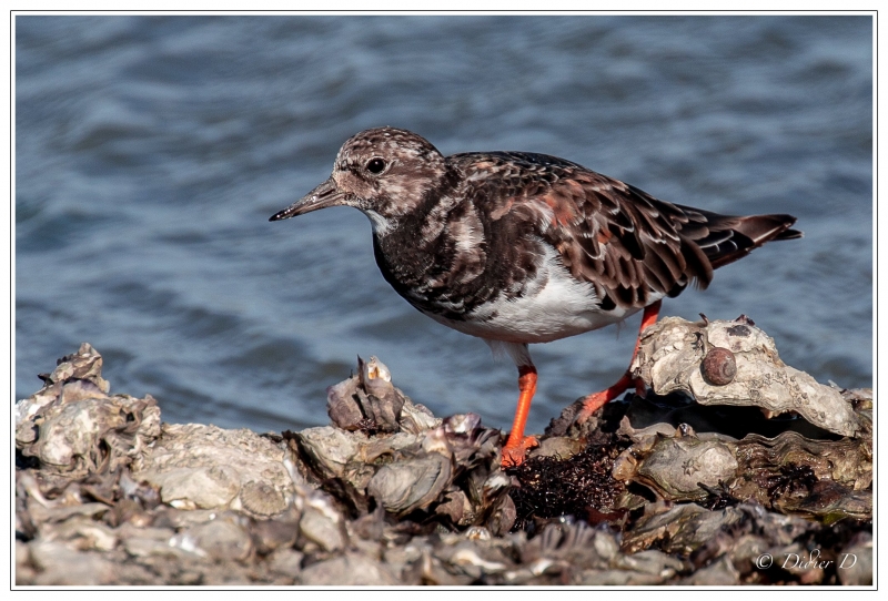 Photo Oiseaux