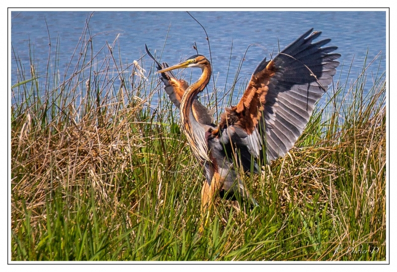 Photo Oiseaux