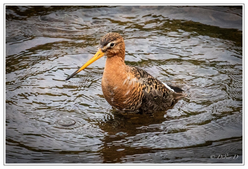 Photo Oiseaux