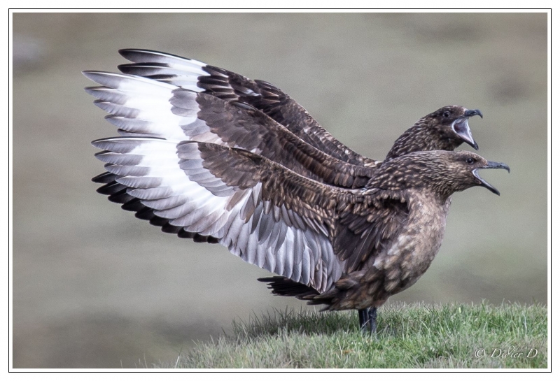 Photo Oiseaux
