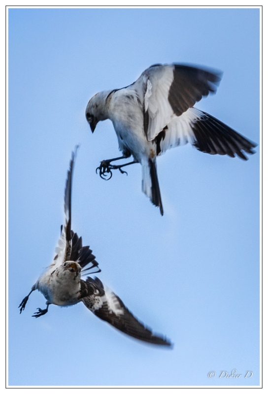 Photo Oiseaux
