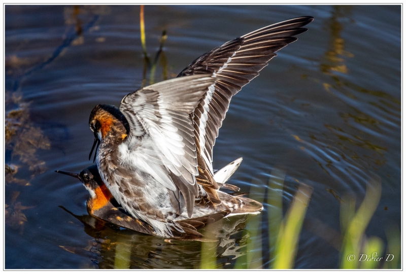 Photo Oiseaux