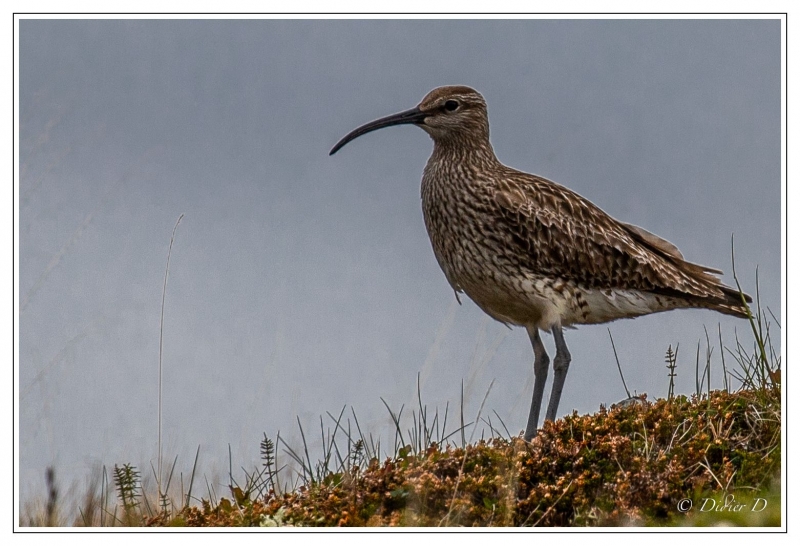 Photo Oiseaux