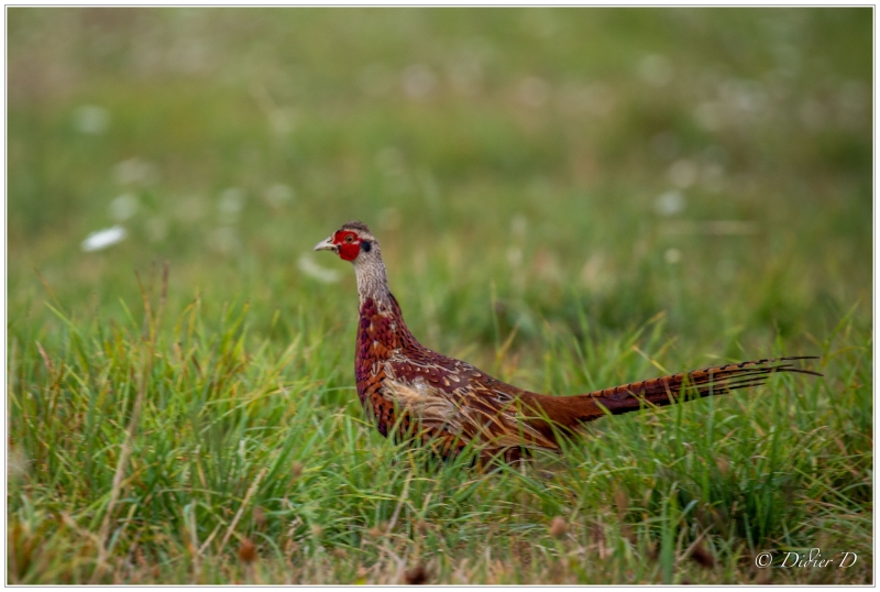 Photo Oiseaux