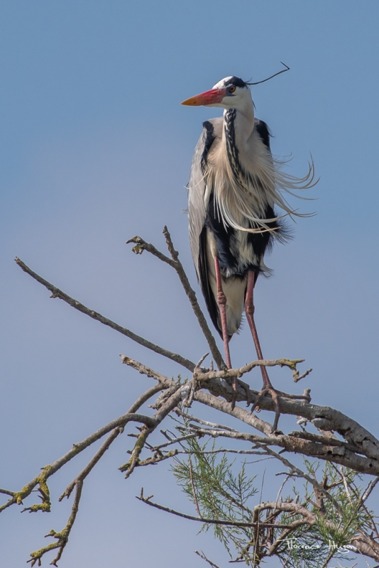 Photo Oiseaux Héron cendré