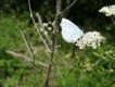 Insectes