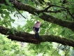 Oiseaux Geai des chênes