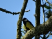 Oiseaux Mésange charbonnière