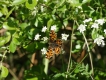 Insectes