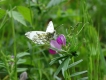 Insectes