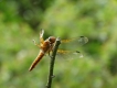 Insectes